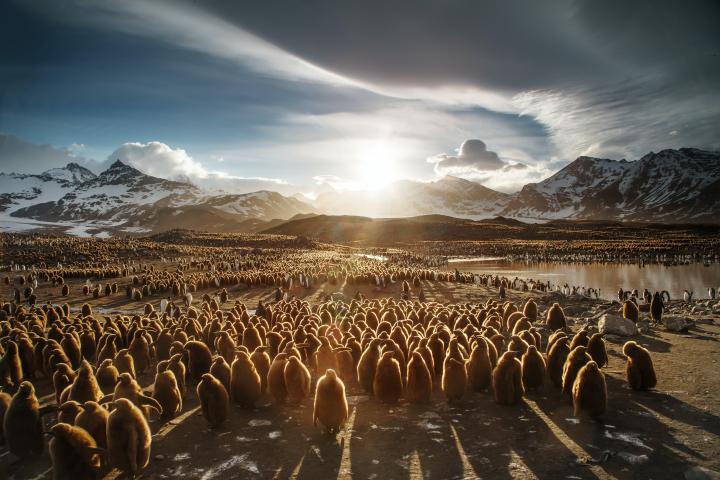 Bild zu Blitzeis? Mach es wie Pinguine
